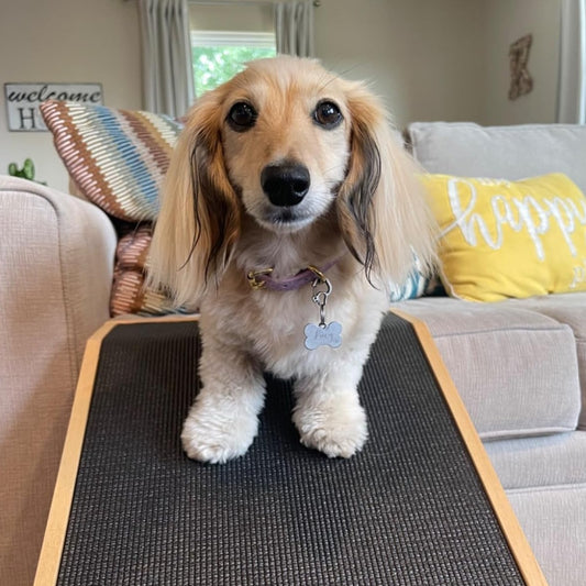 Borky's Dog Ramp - Protects Joints & Prevents Jumping Injuries