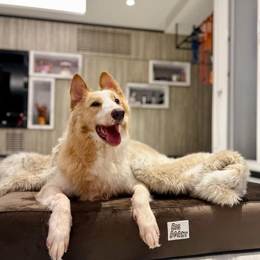 Borky’s Dog Bed - Supports Joints, Easy Clean